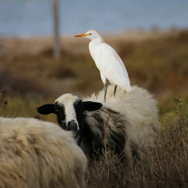 Le garzette e le pecore.
Molto spesso quando si vede un gregge si possono notare anche delle garzette "pascolare" insieme alle pecore. Le garzette vanno a cercare le pecore. I due animali stanno così bene insieme che le garzette si fanno letteralmente portare a spasso sul dorso della pecora! Io però non so il motivo.
.
The little egrets and the sheep.
 Very often when you see a flock you can also notice some little egrets "grazing" together with the sheep.  The little egrets go looking for the sheep.  The two animals get on so well together that the egrets literally let themselves be taken for a walk on the sheep's back!  But I don't know why.
.
🐑🐑🐑🪿🪿🪿🦩🦩🦩
.
#egrets #sheep #nature #relationships
.
Ram ON Cloud ▪️ ®️🅰️〽️🔛 💭
➿➿➿➿➿➿➿➿➿➿➿➿➿➿➿➿➿
✍|#tv_hiddenbeauty #rustlord_unity #explore #froggy_explorers #sombrexplore #urbex #urbex_europ #urbexplaces #jj_urbex #ig_urbex #exploring #escape #urbex_detective #urbex_kings #jjlove #jj_abandoned #urbexcommunity
#ig_sardinia #sardinia #sardegna_natura #sardegna_super_pics #sardegnaofficial #sardegna_reporter
#instagood #instamood
#instamoment